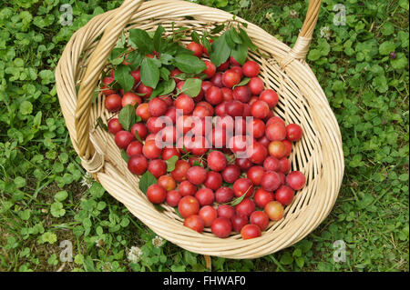 Prunus cerasifera, Kirschpflaume, Cherry Plum Foto Stock