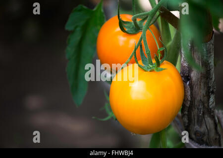 Mature organico pomodori giallo su un ramo in una serra Foto Stock