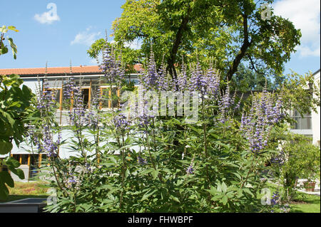Vitex agnus-castus, casto tree Foto Stock