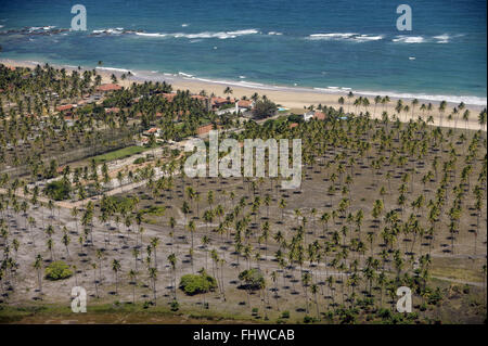 Le palme da cocco sulla spiaggia di Porto de Galinhas - vista aerea Foto Stock