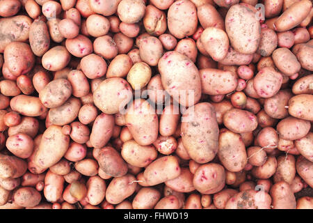 Pila di organico appena raccolto di patate. Autumn harvest in agriturismo Foto Stock