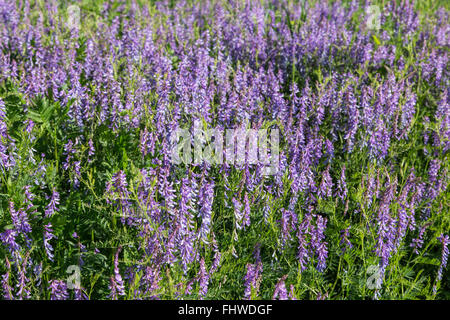 Un campo di mucca veccia fiori. La natura dello sfondo. Foto Stock