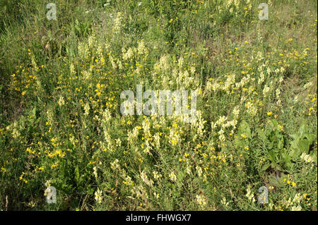 Linaria vulgaris, toadflax comune Foto Stock