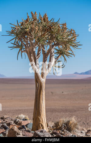 Un fremito tree contro un cielo blu Foto Stock