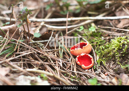 Il fungo saprobic cresce su decadendo bastoni e rami in macchie di umido sui piani forestali, generalmente sepolto sotto la balestra di lettiera o Foto Stock