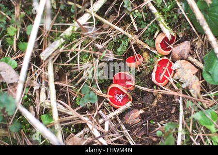 Il fungo saprobic cresce su decadendo bastoni e rami in macchie di umido sui piani forestali, generalmente sepolto sotto la balestra di lettiera o Foto Stock