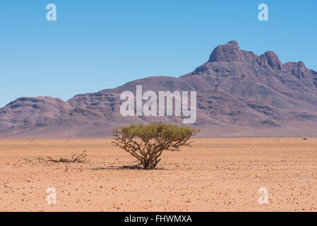 Paesaggio panoramico di un pastore albero nel deserto del Namib con le maestose montagne in background Foto Stock