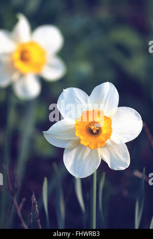 Fiori Narcussus blossiming in giardino nella primavera outdoours. Bianco e arancione sul colore bluastro vegetativa sfondo naturale Foto Stock