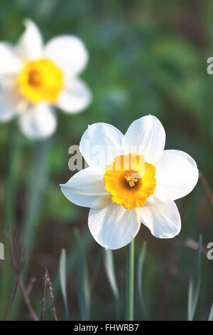 Fiori di narciso blossiming in giardino nella primavera outdoours. Bianco e arancione sul verde vegetativa sfondo naturale Foto Stock