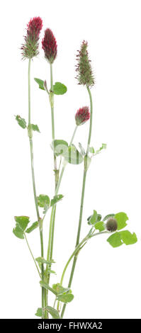 Trifoglio di cremisi (Trifolium incarnatum) su sfondo bianco Foto Stock