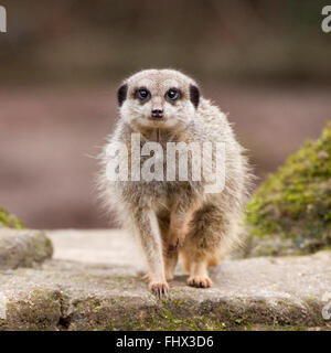 Meerkat Foto Stock