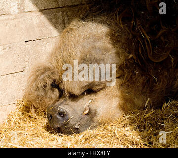 maiale di Mangalica Foto Stock