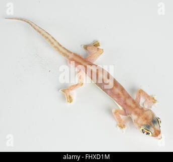 Web-footed gecko (Palmatogecko blocchi rangei) Foto Stock