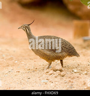 Elegante tinamou crestato, eudromia elegans Foto Stock