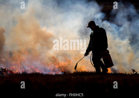 Guardiacaccia persona impresa bruciando controllato del heather moors utilizzando una bombola a gas Bruciatore, Yorkshire Foto Stock