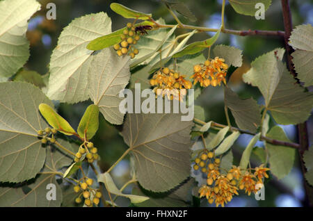 Linden ramo con fiori e foglie. Foto Stock