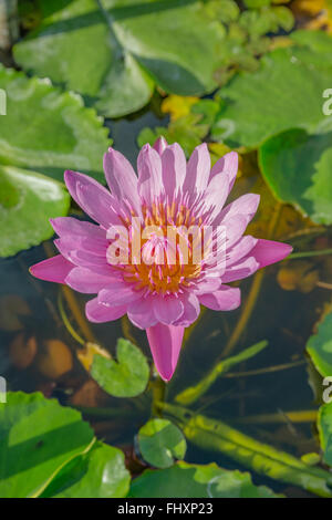 Rosa luminoso ninfea in un stagno sotto il sole del pomeriggio Foto Stock