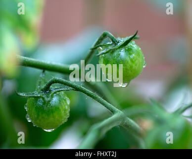 Pomodori verdi sulla vite con gocce d'acqua Foto Stock