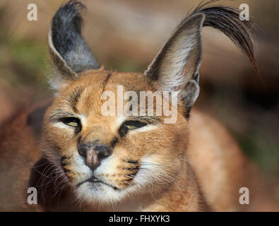 Un ritratto di una bella caracal. Foto Stock