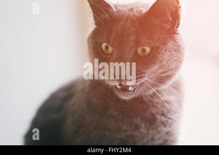 Gatto grigio pazzo divertimento volto Foto Stock