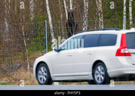 / Alce Elk (Alces alces) guardando dietro di protezione recinzione di cervo in auto passando da sulla strada Foto Stock