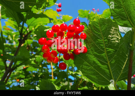 Arbusto pallon di maggio in una giornata di sole. Grappolo di bacche rosse di un viburno rose. Foto Stock