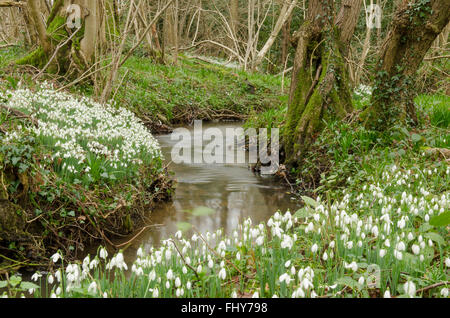 Snowdrop (Galanthus nivalis) ammassato nella vecchia hazel ceduo nelle vicinanze del Petworth, West Sussex, Regno Unito. Febbraio. Foto Stock