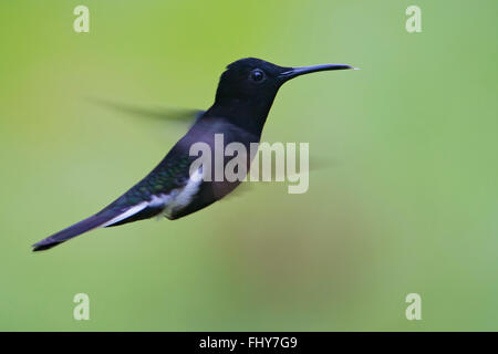 Nero (giacobina Florisuga fusca) volare contro lo sfondo pulito, Itanhaem, Brasile Foto Stock