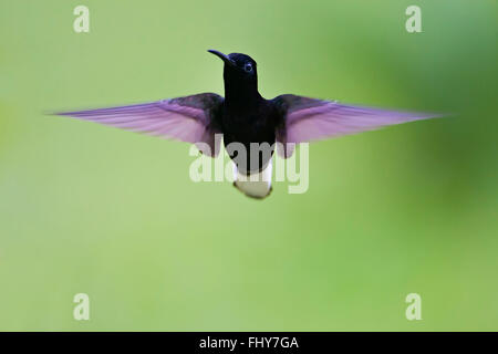 Nero (giacobina Florisuga fusca) volare contro lo sfondo pulito vista frontale, Itanhaem, Brasile Foto Stock