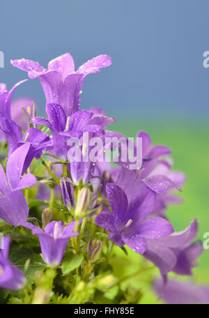 Fiore di primavera dalmata bush campanula (Campanula portenschlagiana) Foto Stock