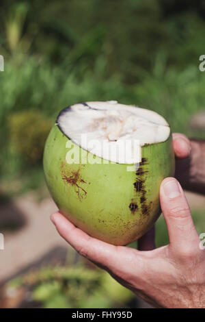 Verde di noce di cocco giovane nelle mani dell'uomo Foto Stock