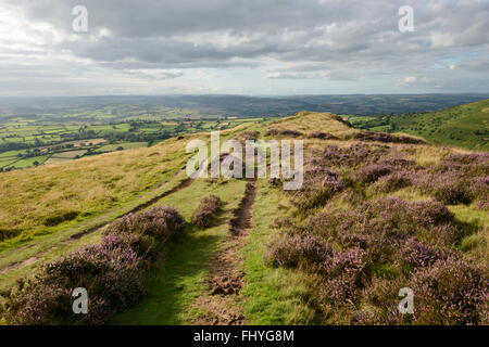 Fioritura heather su Mynydd Llangorse con viste sulla campagna in Brecon Beacons, Galles. Foto Stock