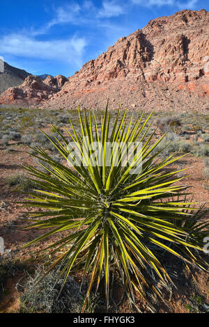 Serata al bacino di Calico e molla rossa vicino al Red Rock Canyon State Park e conservare a ovest di Las Vegas, Nevada Foto Stock