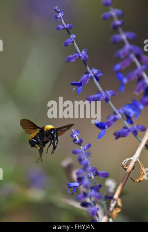 BUMBLE BEE in volo - NEW MEXICO Foto Stock