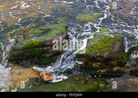 Le formazioni rocciose e il mare sono un oggetto preferito a Weston Beach - punto Lobos State Park, California Foto Stock