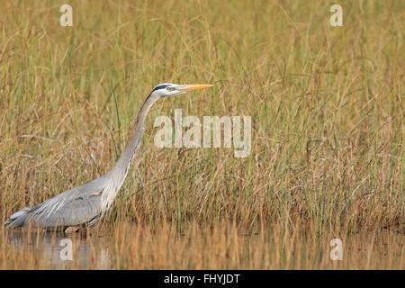 Airone blu, Everglades della Florida Foto Stock