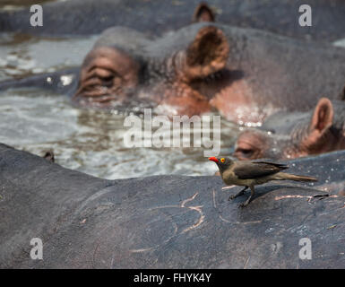 Rosso-fatturati oxpecker su ippona torna con altri ippopotami in acqua Foto Stock