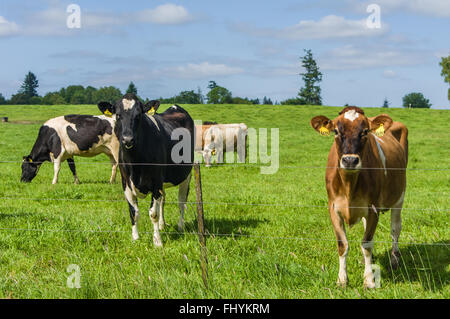 Vacche guardare attraverso un filo recinzione dal loro pascolo. Newberg, Oregon Foto Stock