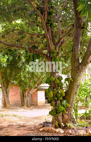 Jackfruit (Artocarpus heterophyllus) tree con la coltivazione di frutta. Foto Stock