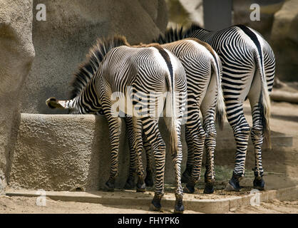 Tre GREVYS ZEBRE (Equis Grevyi) allo Zoo di San Diego - California Foto Stock