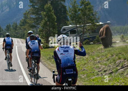 Gravi i ciclisti su strada incontro di case mobili e BISON - Parco Nazionale di Yellowstone, Wyoming Foto Stock