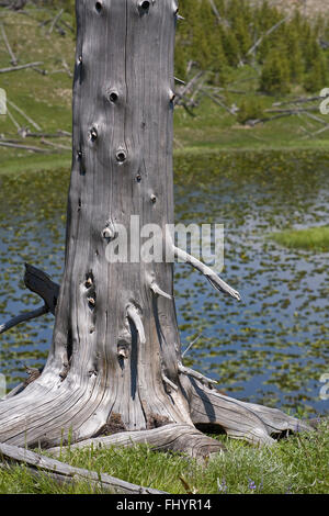 Un colore argento albero morto e un laghetto di gigli NELLA VASCA IMPERIALE - Parco Nazionale di Yellowstone, Wyoming Foto Stock