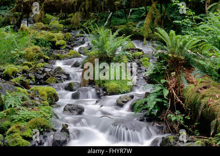 Una delle numerose insenature lungo la HOH River Trail nel HOH RAIN FOREST - Parco nazionale di Olympic, Washington Foto Stock