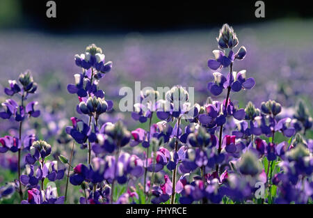 Lupino SKY (Lupinus nanus) - Carmel Valley, California Foto Stock