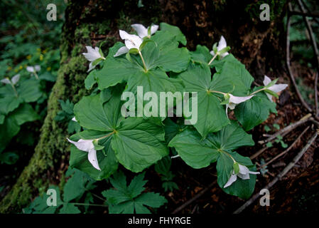 TRILLIUM (Trillium grandiflorum) - California Foto Stock