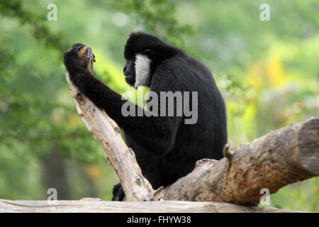 Bianco settentrionale cheeked gibbon Foto Stock