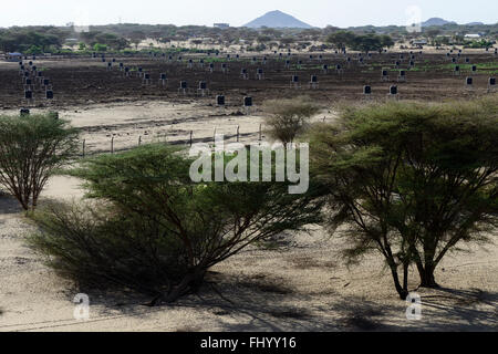 KENYA, Lodwar, 65 accres NAPUU irrigazione a goccia regime da parte del governo di contea, serbatoi di acqua per memorizzare le acque sotterranee che viene pompato da energia solare pompa Foto Stock
