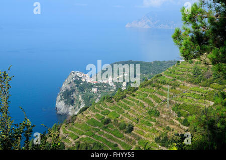 La raccolta delle uve in vigna Sciacchetrà, Corniglia, Cinque Terre Liguria, Italia, Europa Foto Stock