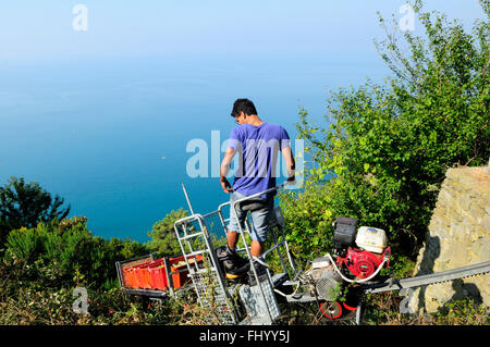 Una vista sulla monorotaia durante la vendemmia nella vigna Sciacchetrà, Corniglia, Cinque Terre, Italia Foto Stock