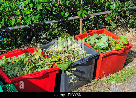 Varietà di uve Italiane nel bucket In attesa di essere premuta nella vigna Sciacchetrà, Corniglia, Cinque Terre Liguria, Italia, Europa Foto Stock